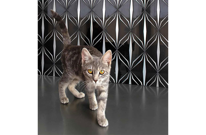 New Ravenna Addamscore