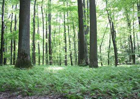 Rockler Sets Goal of 20,000 New Trees for 2012