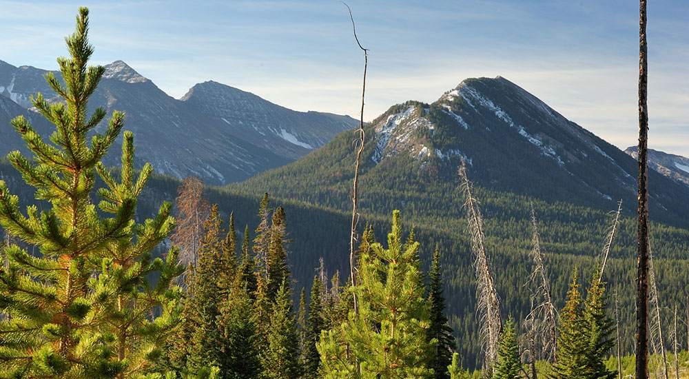 AHF Plants 100,000+ Trees With Arbor Day Foundation