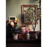 color and texture in houseplant