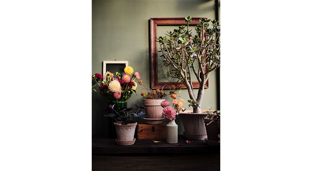 color and texture in houseplant