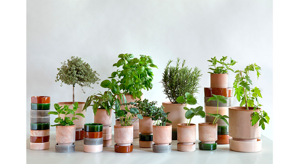 houseplants and herbs in clay pots